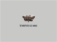 藏品(螟蛾210)的圖片